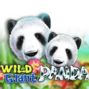 wild_giant_panda